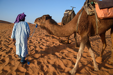 Image showing Berber man leading caravan, Hassilabied, Sahara Desert, Morocco