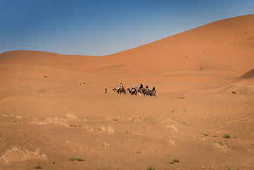 Image showing Berber man leads caravan through Sahara Desert, Morocco