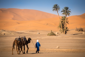 Image showing Berber man leading caravan, Hassilabied, Sahara Desert, Morocco