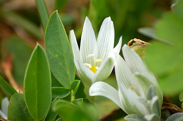 Image showing White Flowers