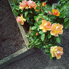 Image showing Beautiful Hybrid Tea roses in the garden