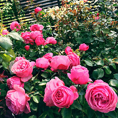 Image showing Pink antique style roses in the garden