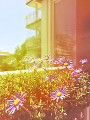 Image showing Balcony with blooming daisies in retro light