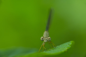 Image showing Damselfly