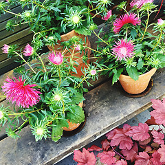 Image showing Blooming pink asters in clay pots