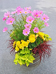 Image showing Floral arrangement with begonias and cosmos flowers