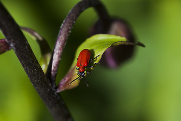 Image showing scarlet lily beetle