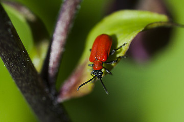 Image showing red leaf eating beetle