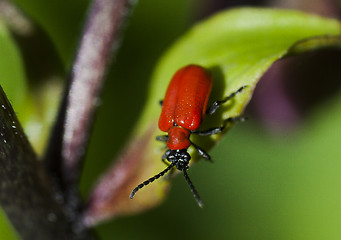 Image showing scarlet beetle