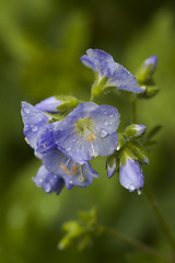 Image showing blue flower after rain