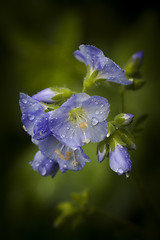 Image showing blue flower after rain