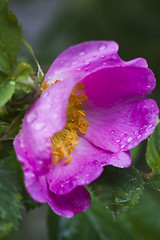 Image showing rosa rugosa