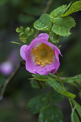 Image showing rosa rugosa