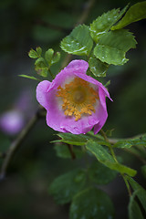 Image showing pink rose