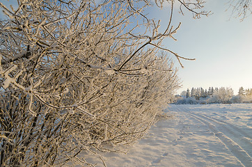 Image showing trees covered with hoarfrost against the blue sky