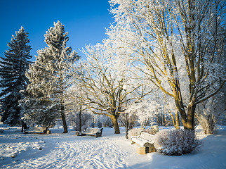 Image showing Beautiful city park with trees covered with hoarfrost