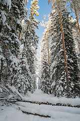 Image showing Winter snow covered trees . Viitna, Estonia.