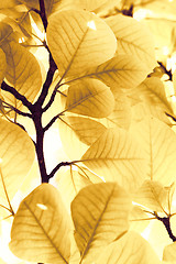 Image showing Yellow leaves