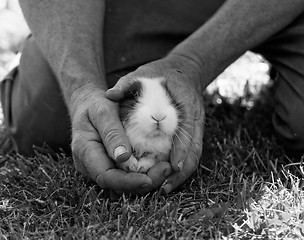 Image showing Bunny rabbit