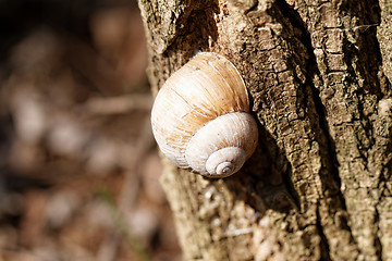 Image showing Snail house