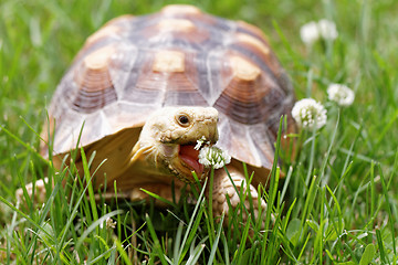 Image showing African Spurred Tortoise