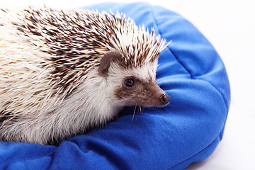 Image showing Cute hedgehog