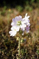 Image showing White flower