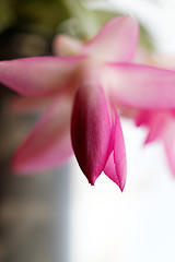 Image showing Christmas cactus