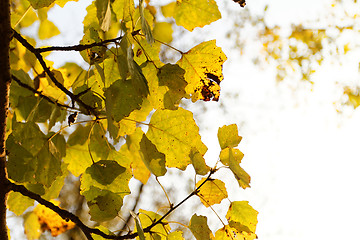 Image showing Green leafs