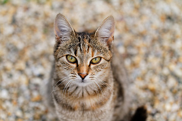 Image showing Brown cat