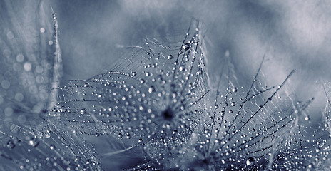 Image showing Plant seeds with water drops