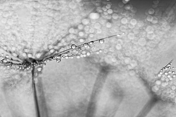 Image showing Plant seeds with water drops