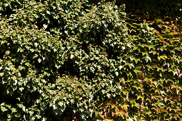 Image showing Green leaves