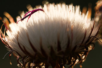 Image showing Dandelion