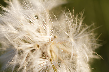 Image showing Dandelion seeds