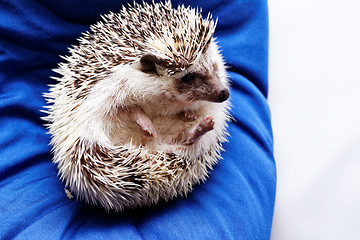 Image showing Cute hedgehog