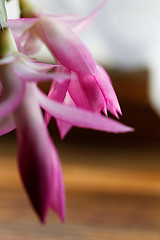 Image showing Christmas cactus