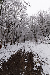 Image showing Frozen forest