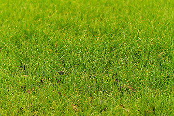 Image showing Green grass