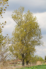 Image showing Green tree