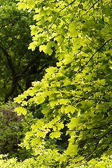 Image showing Green leaf