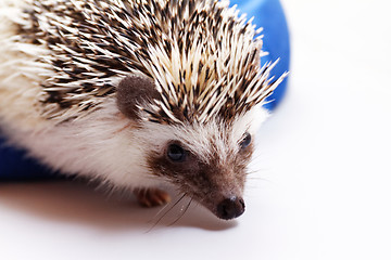 Image showing Cute hedgehog