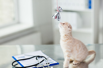 Image showing close up of kitten playing with bow at vet clinic