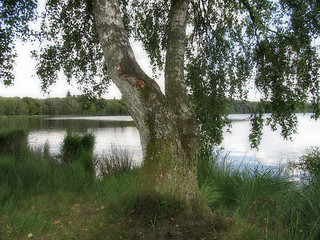 Image showing Birch