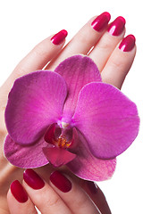 Image showing Manicured nails caress dark pink flower pedals