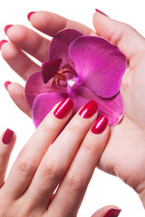 Image showing Manicured nails caress dark pink flower pedals