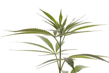 Image showing Fresh Marijuana Plant Leaves on White Background