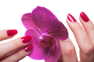 Image showing Manicured nails caress dark pink flower pedals