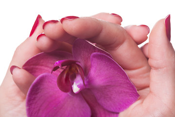 Image showing Manicured nails caress dark pink flower pedals