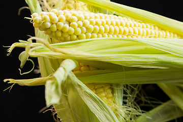 Image showing Fresh corn on the cob over a black background